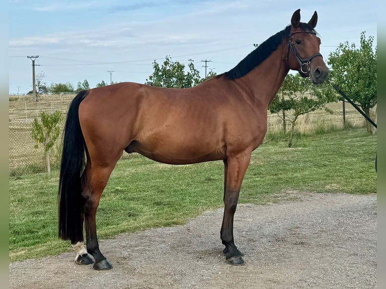 Classic Pony / Pony Classico Castrone 4 Anni 170 cm Baio in Traidendorf