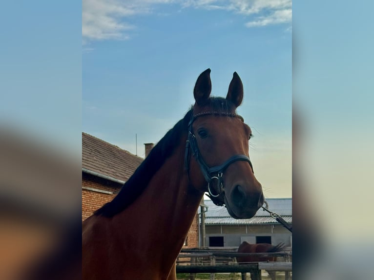 Classic Pony / Pony Classico Castrone 4 Anni 170 cm Baio in Traidendorf