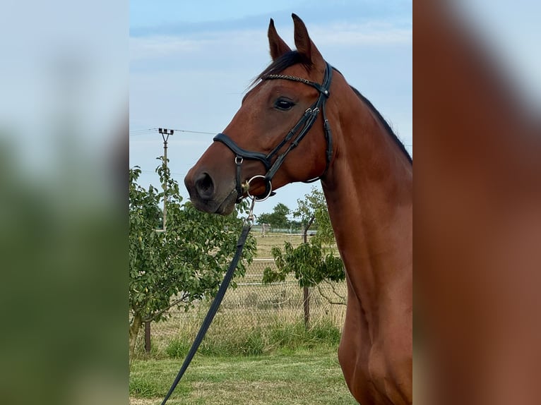 Classic Pony / Pony Classico Castrone 4 Anni 170 cm Baio in Traidendorf