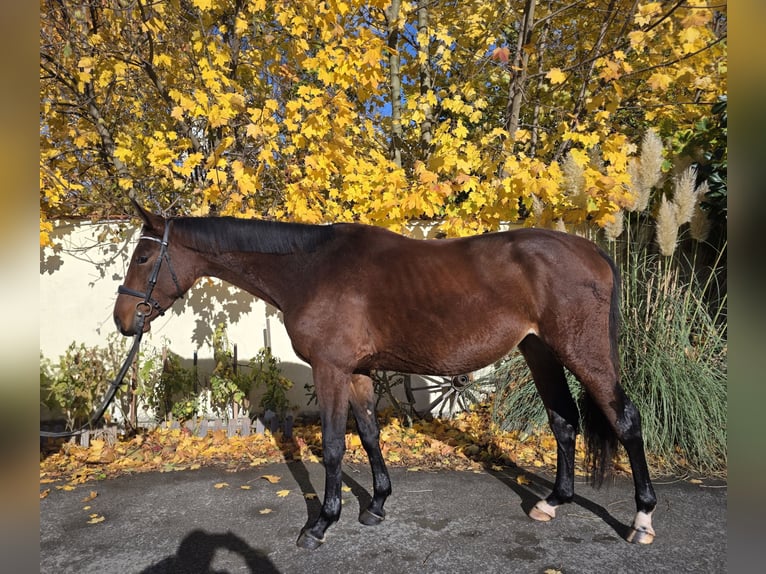 Classic Pony / Pony Classico Castrone 4 Anni 172 cm Baio in Nýřany