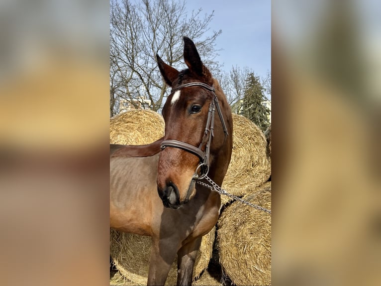 Classic Pony / Pony Classico Castrone 4 Anni 172 cm Baio ciliegia in Prague