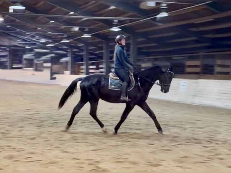 Classic Pony / Pony Classico Castrone 4 Anni 178 cm Morello in Pelmberg