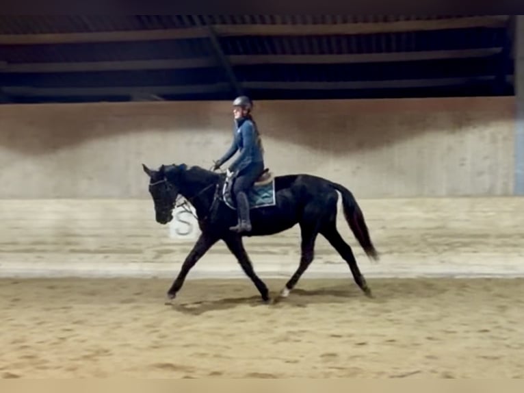 Classic Pony / Pony Classico Castrone 4 Anni 178 cm Morello in Pelmberg