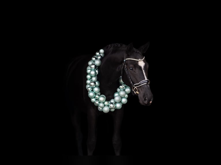 Classic Pony / Pony Classico Castrone 5 Anni 168 cm Morello in Cheb