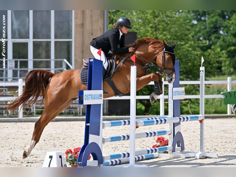 Classic Pony / Pony Classico Castrone 5 Anni 168 cm Sauro scuro in Brno