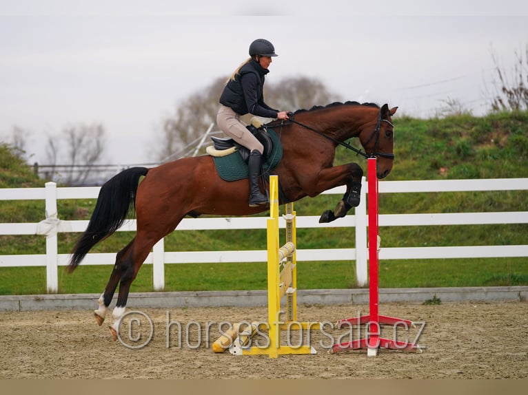 Classic Pony / Pony Classico Castrone 5 Anni 171 cm Baio in Olomouc