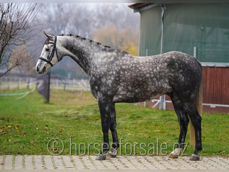 Classic Pony / Pony Classico Castrone 6 Anni 165 cm Grigio in Olomouc