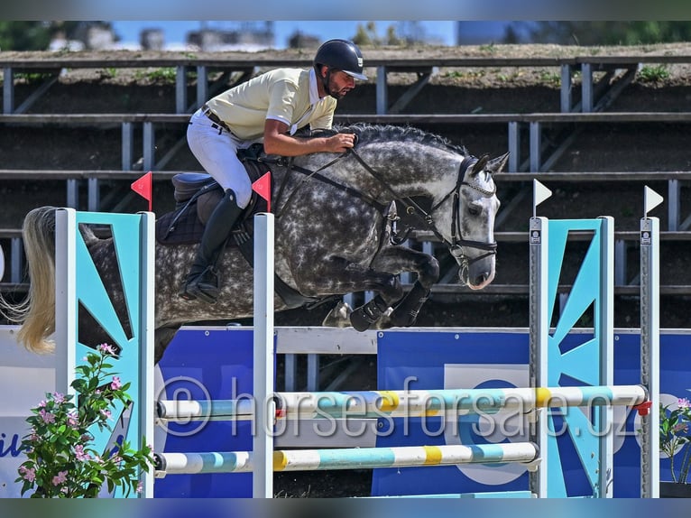 Classic Pony / Pony Classico Castrone 6 Anni 165 cm Grigio in Olomouc