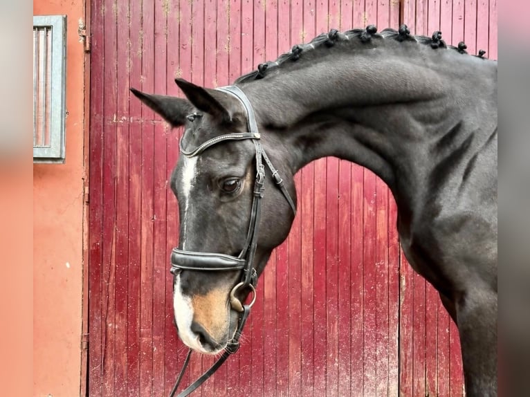 Classic Pony / Pony Classico Castrone 6 Anni 169 cm Baio scuro in Prague