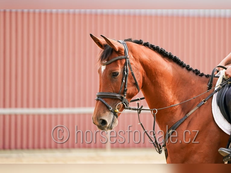 Classic Pony / Pony Classico Castrone 6 Anni 171 cm Baio in Ceske Budejovice