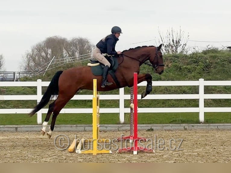Classic Pony / Pony Classico Castrone 6 Anni 171 cm Baio in Olomouc