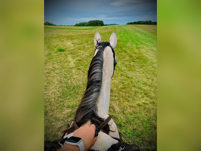 Classic Pony / Pony Classico Castrone 6 Anni 177 cm Grigio in Prešov