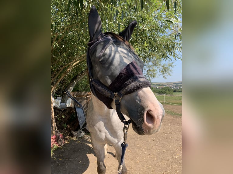 Classic Pony / Pony Classico Castrone 6 Anni 180 cm Grigio in Prešov