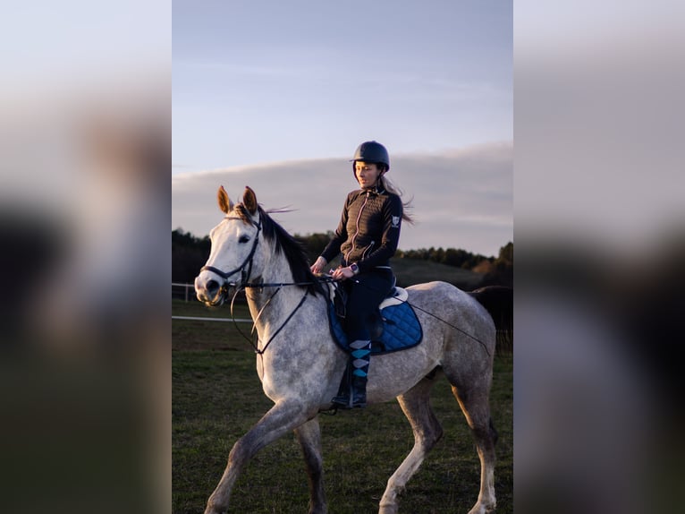 Classic Pony / Pony Classico Castrone 6 Anni 180 cm Grigio in Prešov