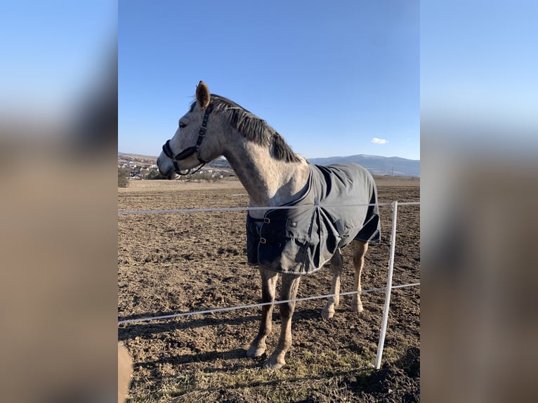 Classic Pony / Pony Classico Castrone 6 Anni 180 cm Grigio in Prešov