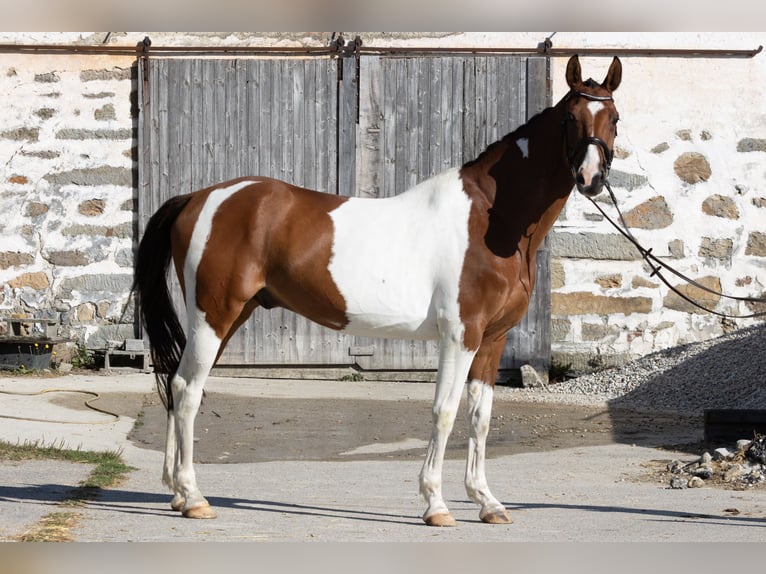 Classic Pony / Pony Classico Castrone 7 Anni 167 cm Pezzato in Traidendorf