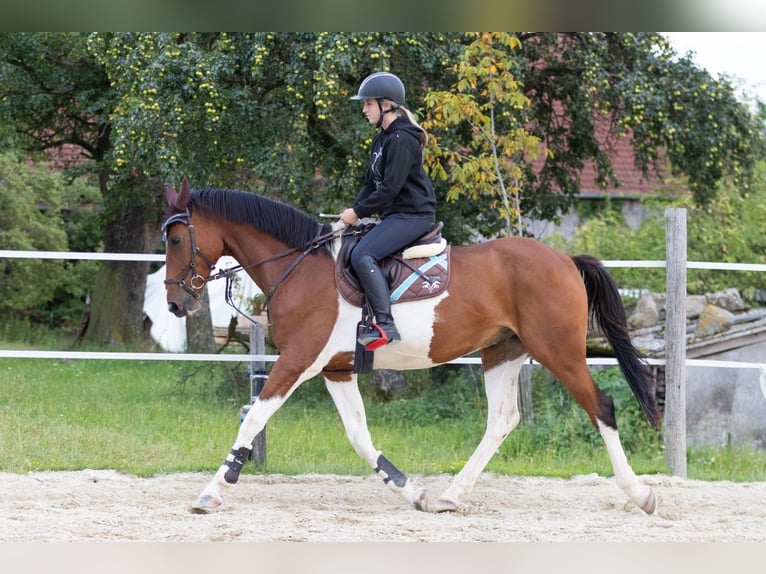 Classic Pony / Pony Classico Castrone 7 Anni 167 cm Pezzato in Traidendorf