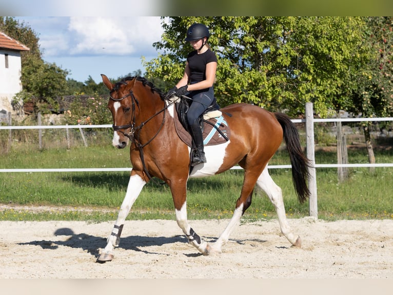 Classic Pony / Pony Classico Castrone 7 Anni 167 cm Pezzato in Traidendorf