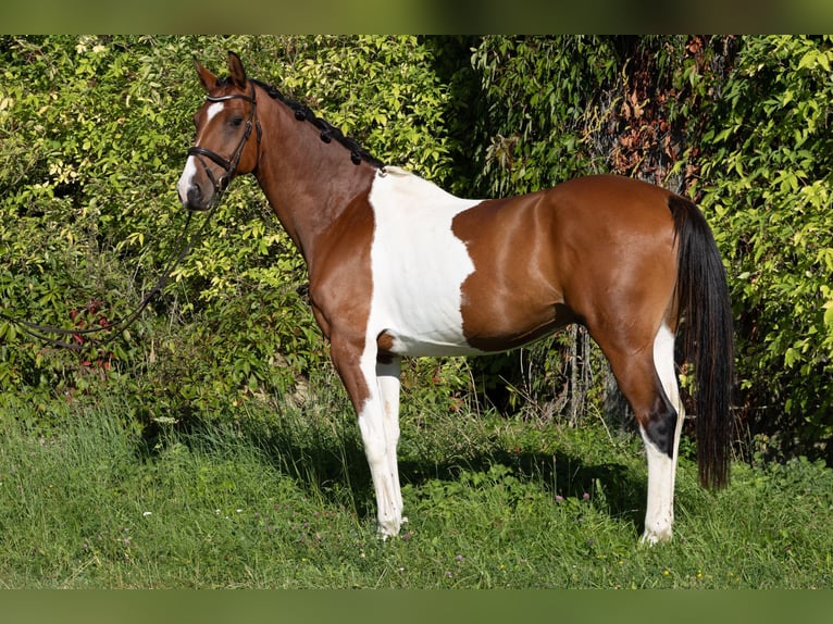 Classic Pony / Pony Classico Castrone 7 Anni 167 cm Pezzato in Traidendorf