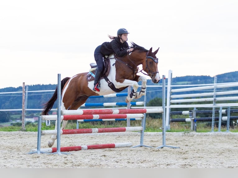 Classic Pony / Pony Classico Castrone 7 Anni 167 cm Pezzato in Traidendorf