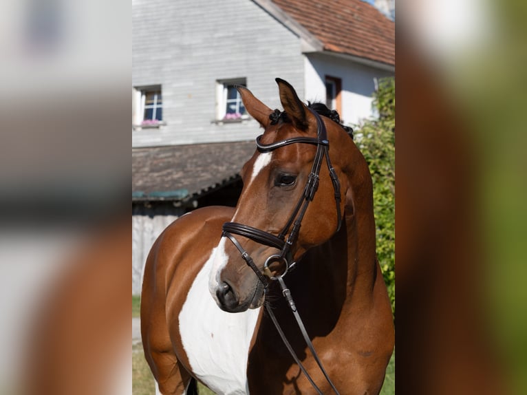 Classic Pony / Pony Classico Castrone 7 Anni 167 cm Pezzato in Traidendorf