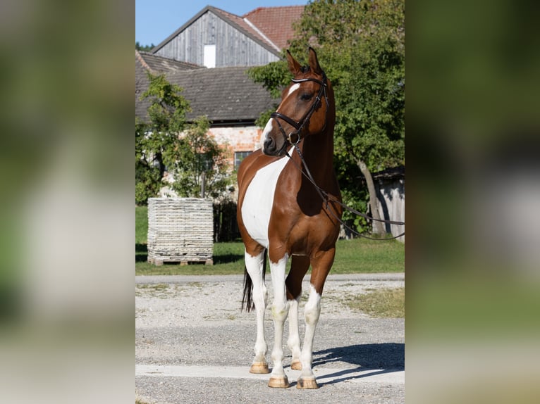 Classic Pony / Pony Classico Castrone 7 Anni 167 cm Pezzato in Traidendorf