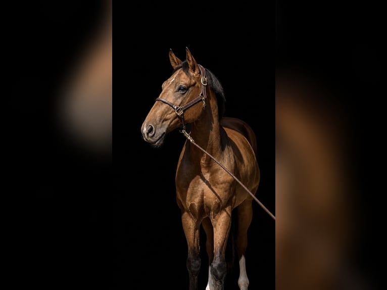 Classic Pony / Pony Classico Castrone 7 Anni 170 cm Baio in Fraunberg
