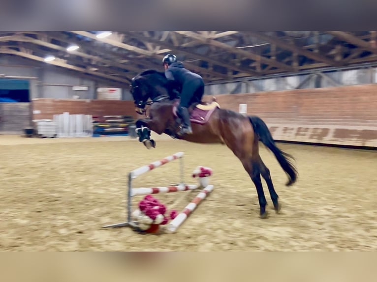 Classic Pony / Pony Classico Castrone 7 Anni 170 cm Baio in Brno