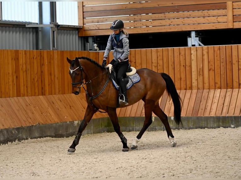 Classic Pony / Pony Classico Castrone 7 Anni 170 cm Baio in Brno