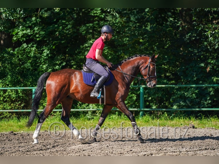 Classic Pony / Pony Classico Castrone 7 Anni 173 cm Sauro scuro in Ceske Budejovice