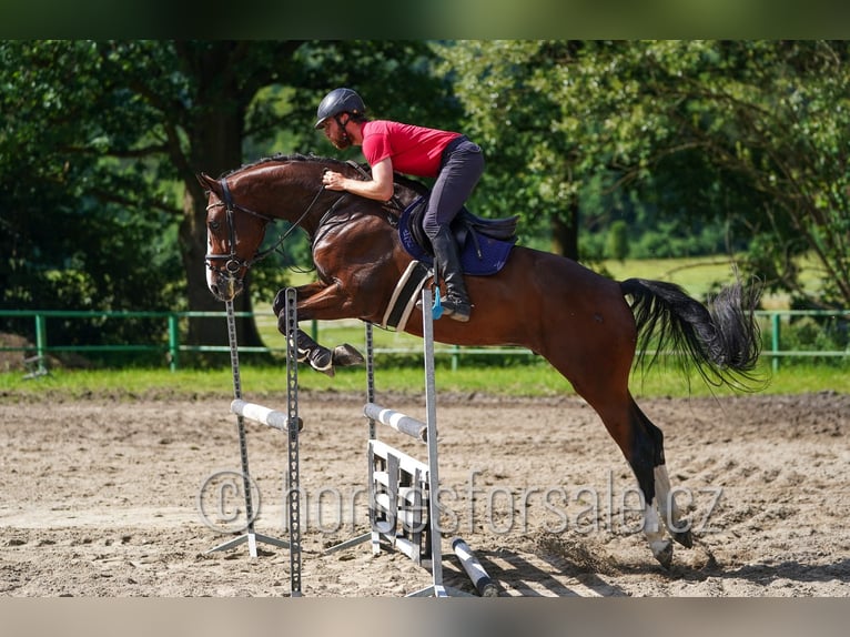 Classic Pony / Pony Classico Castrone 7 Anni 173 cm Sauro scuro in Ceske Budejovice