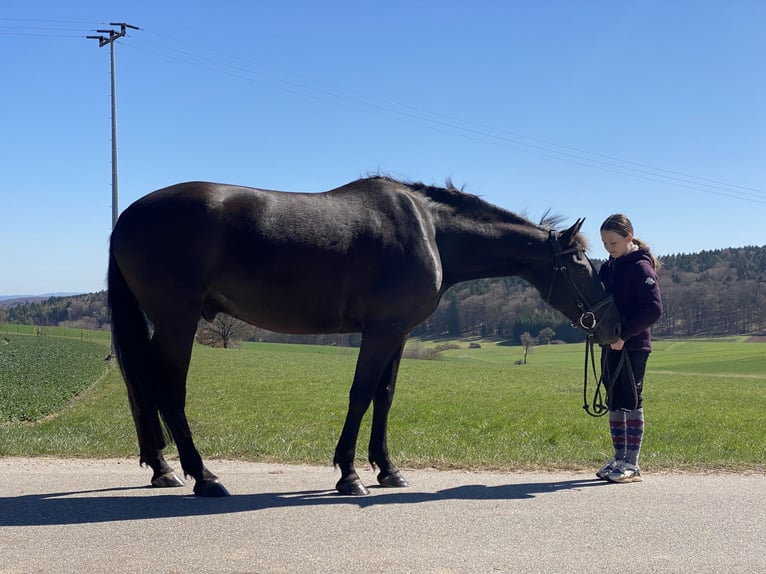 Classic Pony / Pony Classico Castrone 8 Anni 161 cm Morello in Deuerling