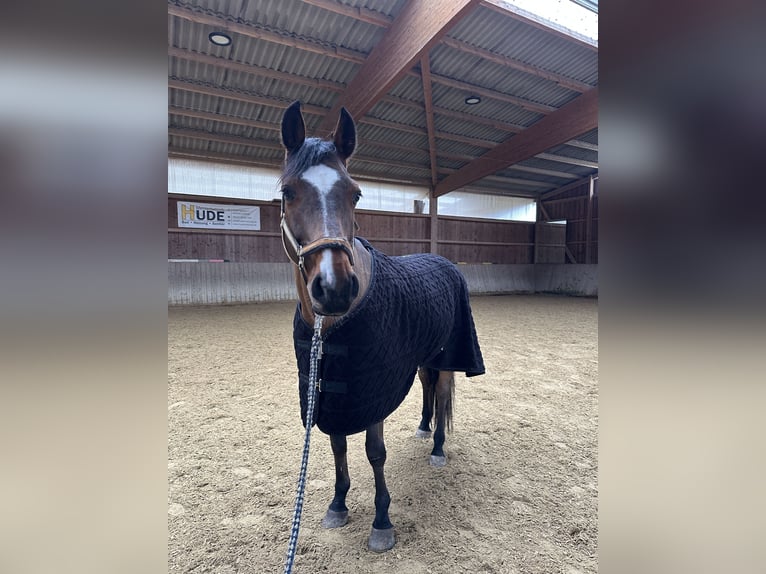 Classic Pony / Pony Classico Castrone 8 Anni 163 cm Baio in Montabaur