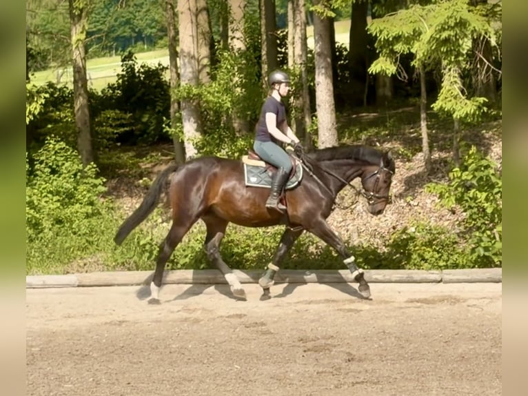 Classic Pony / Pony Classico Castrone 8 Anni 174 cm Baio scuro in Pelmberg