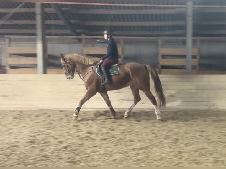 Classic Pony / Pony Classico Castrone 8 Anni 180 cm Sauro in Pelmberg