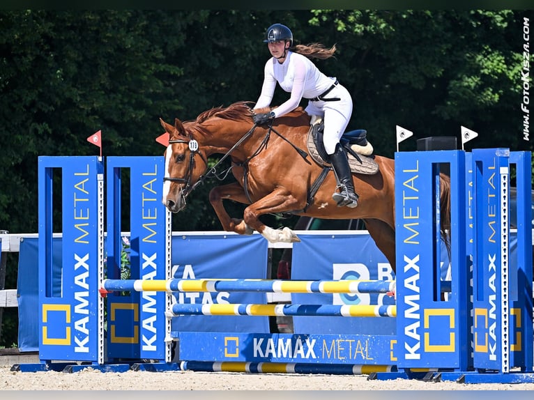 Classic Pony / Pony Classico Castrone 8 Anni Baio in Pohořany