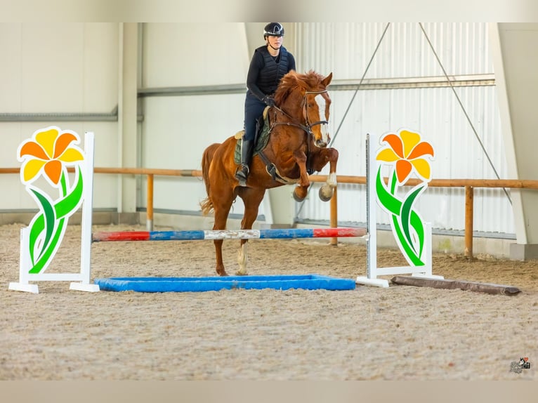 Classic Pony / Pony Classico Castrone 8 Anni Baio in Pohořany