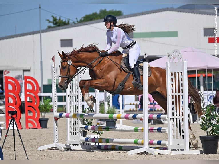 Classic Pony / Pony Classico Castrone 8 Anni Baio in Pohořany