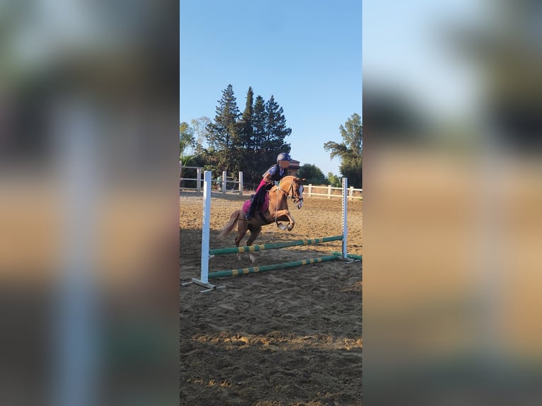 Classic Pony / Pony Classico Castrone 9 Anni 118 cm Sauro in Catania