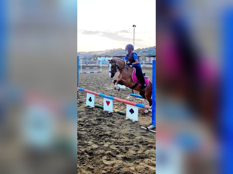 Classic Pony / Pony Classico Castrone 9 Anni 118 cm Sauro in Catania