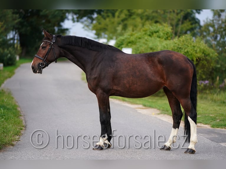 Classic Pony / Pony Classico Giumenta 10 Anni 173 cm Baio in Ceske Budejovice