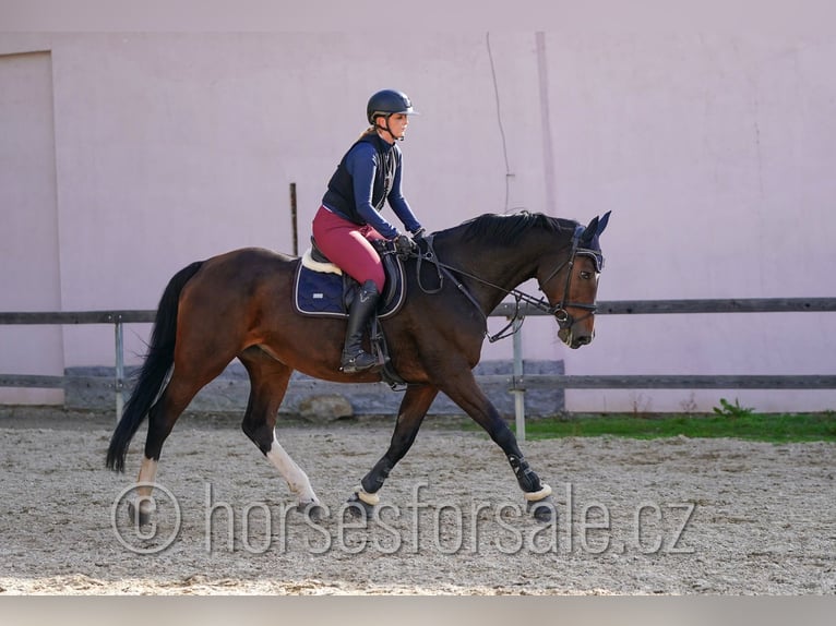 Classic Pony / Pony Classico Giumenta 10 Anni 173 cm Baio in Ceske Budejovice