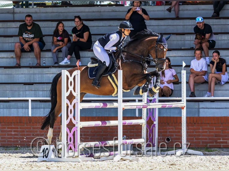 Classic Pony / Pony Classico Giumenta 10 Anni 173 cm Baio in Ceske Budejovice