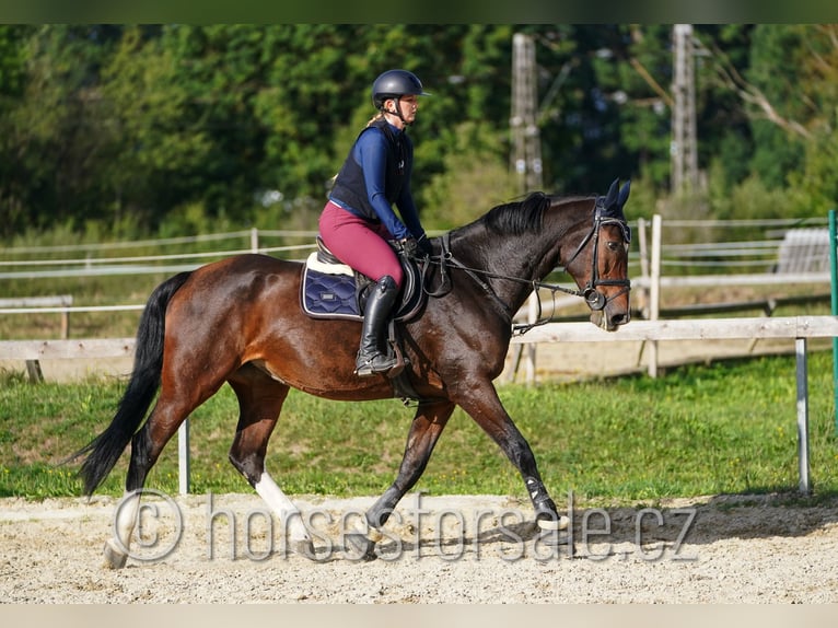 Classic Pony / Pony Classico Giumenta 10 Anni 173 cm Baio in Ceske Budejovice