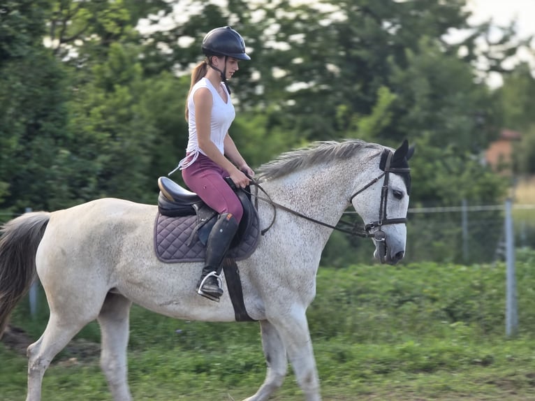 Classic Pony / Pony Classico Giumenta 11 Anni 163 cm Bianco in Zagreb