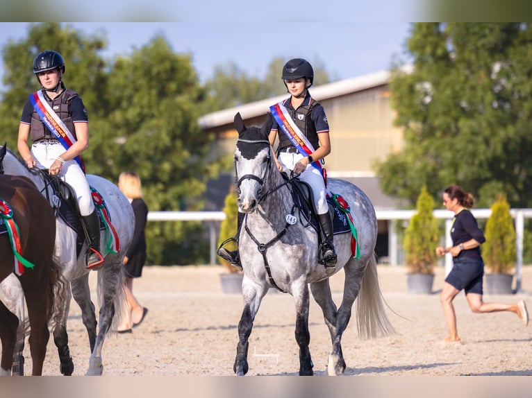 Classic Pony / Pony Classico Giumenta 11 Anni 163 cm Grigio in Třeboň