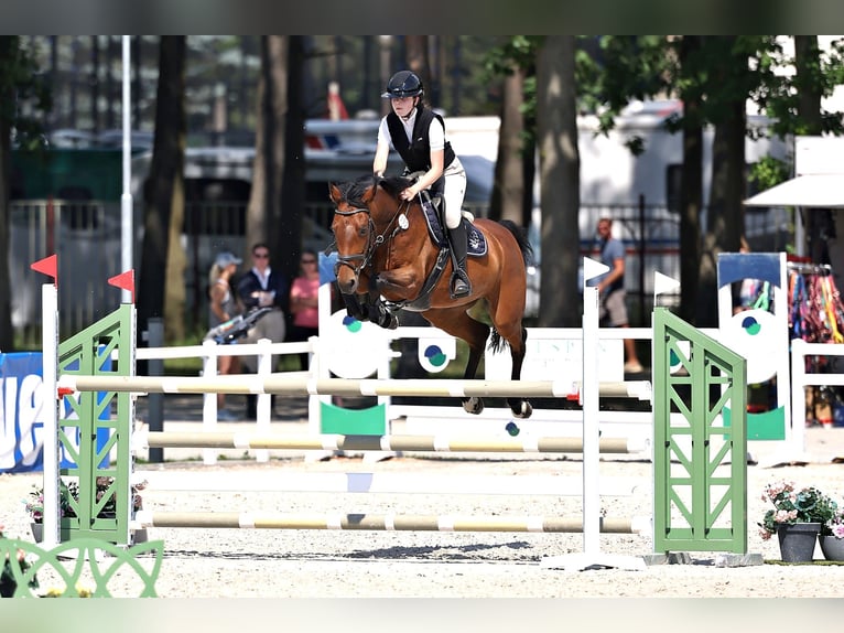 Classic Pony / Pony Classico Giumenta 11 Anni 164 cm Baio in Česká republika