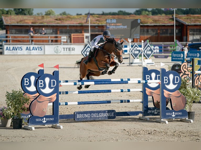 Classic Pony / Pony Classico Giumenta 11 Anni 168 cm Baio ciliegia in Prague