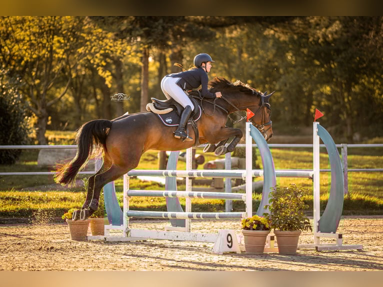 Classic Pony / Pony Classico Giumenta 12 Anni 168 cm Baio in Erkrath