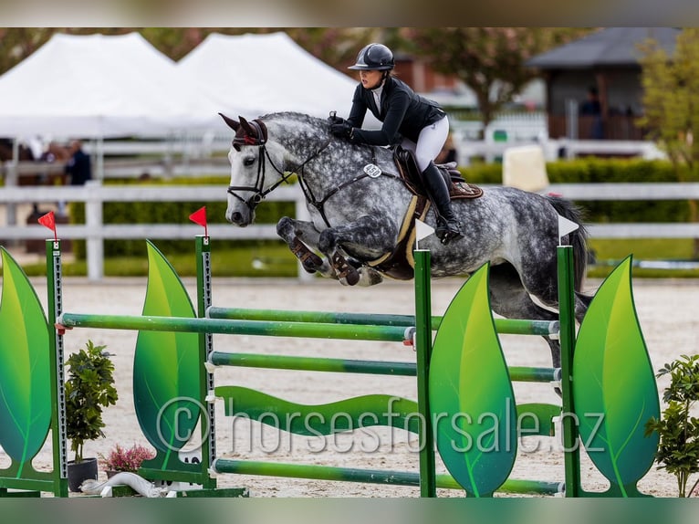 Classic Pony / Pony Classico Giumenta 12 Anni 175 cm Grigio in Region Prag